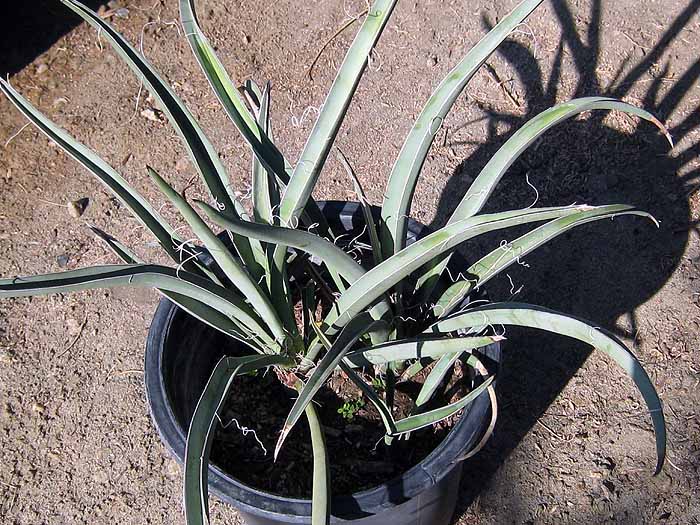 Yucca baccata